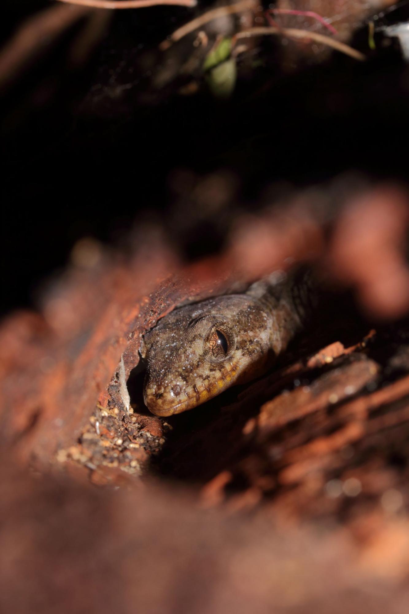 Dactylocnemis Pacificus | NZHS